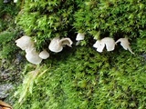 Rimbachia bryophila image