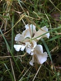 Stereopsis humphreyi image