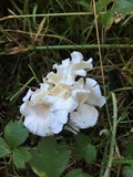 Stereopsis humphreyi image