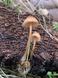Mycena californiensis image