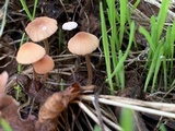 Mycena californiensis image