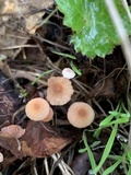 Mycena californiensis image