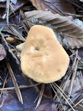 Hydnum cuspidatum image