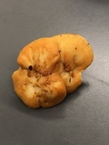 Hydnum cuspidatum image