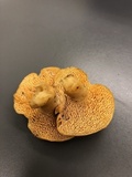 Hydnum cuspidatum image