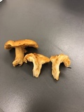 Hydnum cuspidatum image