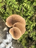Tectella patellaris image