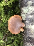 Tectella patellaris image