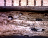 Stylodothis puccinioides image