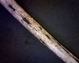 Stylodothis puccinioides image
