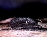 Stylodothis puccinioides image