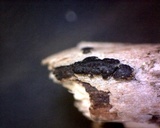 Stylodothis puccinioides image