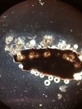 Stylodothis puccinioides image