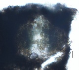 Stylodothis puccinioides image