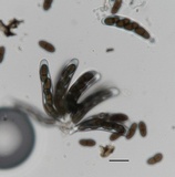 Stylodothis puccinioides image