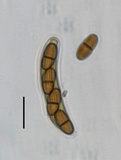 Stylodothis puccinioides image