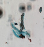 Stylodothis puccinioides image