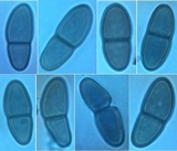 Stylodothis puccinioides image