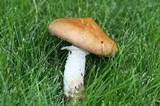 Stropharia hornemannii image