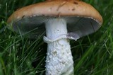 Stropharia hornemannii image