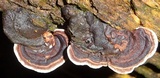 Nigroporus vinosus image