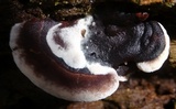 Nigroporus vinosus image