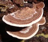 Nigroporus vinosus image