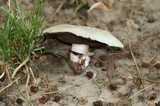 Agaricus bitorquis image
