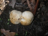 Tricholoma acerbum image