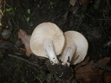 Tricholoma acerbum image