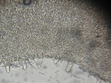 Tricholoma acerbum image