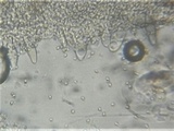 Tricholoma acerbum image