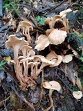 Lentinellus cochleatus image
