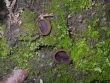 Peziza michelii image