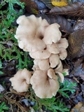Lentinellus cochleatus image