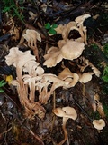 Lentinellus cochleatus image