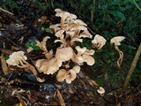 Lentinellus cochleatus image