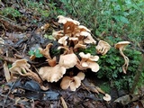 Lentinellus cochleatus image