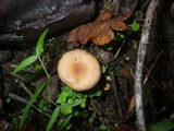 Rhodocybe nitellina image