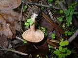 Rhodocybe nitellina image