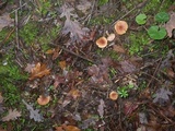 Rhodocybe nitellina image