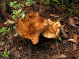 Gomphus kauffmanii image