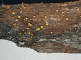 Phaeohelotium carneum image