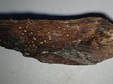 Phaeohelotium carneum image