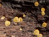 Phaeohelotium carneum image