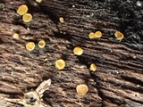 Phaeohelotium carneum image