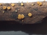 Phaeohelotium carneum image