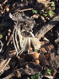 Coprinellus impatiens image
