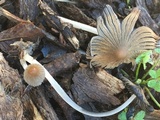 Coprinellus impatiens image