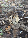 Coprinellus impatiens image